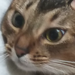 KGJ_Potato's Avatar'