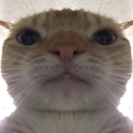 oWoken's Avatar'