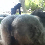 SugondeseNut69's Avatar'