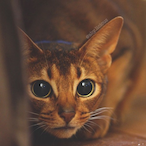 Sanguisugae's Avatar'