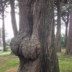 Tree_Lover_'s Avatar'