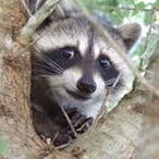 xXTungSahurXx's Avatar'