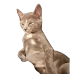 noipban.'s Avatar'