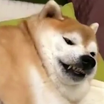 ChunkyBork's Avatar'
