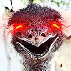 EmuFromHell's Avatar'