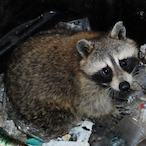 Rascal__Raccoon's Avatar'