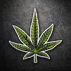 Flex_Mirco's Avatar'