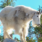 Goat5hgger3156's Avatar'