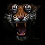 GrimNinja14's Avatar'