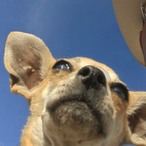 Batkooper's Avatar'