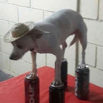 LegoKid775's Avatar'