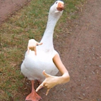 Reckjurr's Avatar'