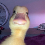 G1L.G0D's Avatar'