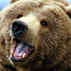 BearZgaming1's Avatar'
