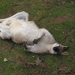 Ghostzzzzz3918's Avatar'