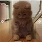 Lightning1136's Avatar'