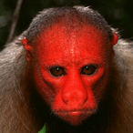 Rokaklus's Avatar'
