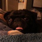 TheBizzler81's Avatar'
