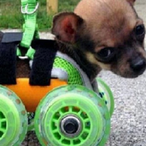 RehabDog's Avatar'
