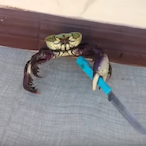 iProgressed's Avatar'