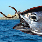 SaltyTrollFish's Avatar'