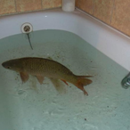 carptub's Avatar'