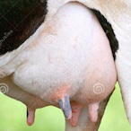 Tiddy_Milk's Avatar'