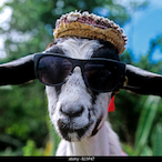 FrancoMastonto's Avatar'