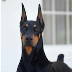 Hamabijar911's Avatar'