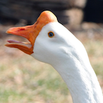 SillyFKNGoose's Avatar'