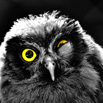 TPlatt's Avatar'