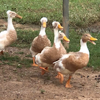 StepDaddyChill's Avatar'