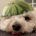 Kyrpapora420's Avatar'