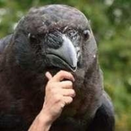 SKSnakevenom's Avatar