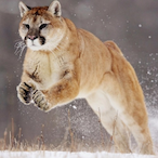Cougar.ROAR's Avatar'
