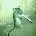 PelvisAbuser's Avatar'