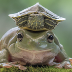 Froggy.0's Avatar'