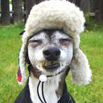 KawaiiTod's Avatar'