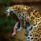 JaguarDTM's Avatar'