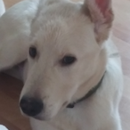 TTK Mario1776's Avatar'