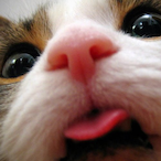 SP.Cartman's Avatar'