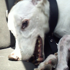 DrunkenDog.Drnk's Avatar'