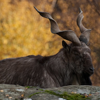 Maarkhor's Avatar'