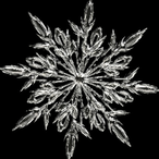 Caspase-9's Avatar'