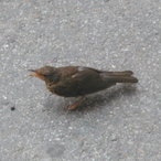 SPEERROW_S91's Avatar'