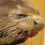 Operation-Aids's Avatar'