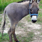 MLG_360_J35U5's Avatar