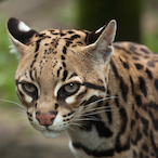 Jaguatiric4's Avatar'