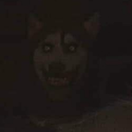 WolfOfTheWinds's Avatar