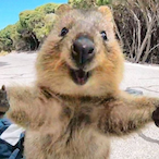 Quick.Quokka's Avatar'
